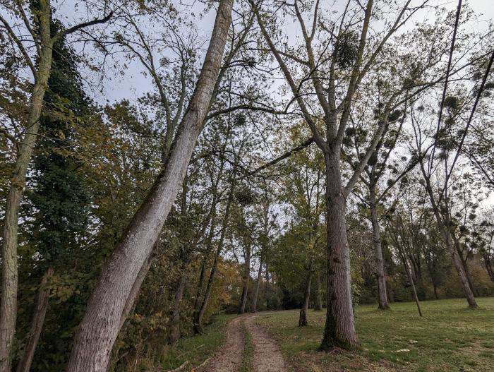 Photo du terrain avant les travaux d'élagage