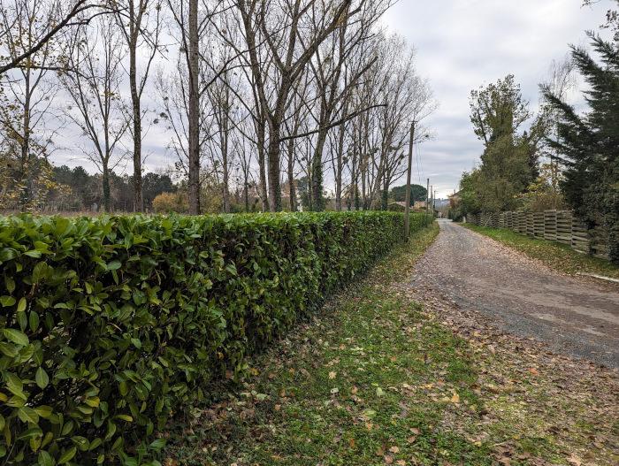 Photo de haie taillée